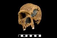 características del cráneo del homo heidelbergensis